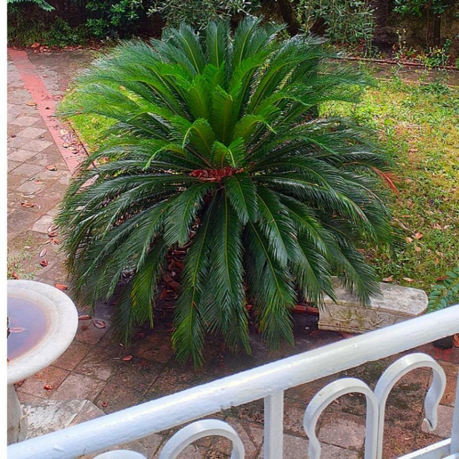 Апартаменти Un Giardino A Due Passi Dal Mare Ла-Спеція Екстер'єр фото